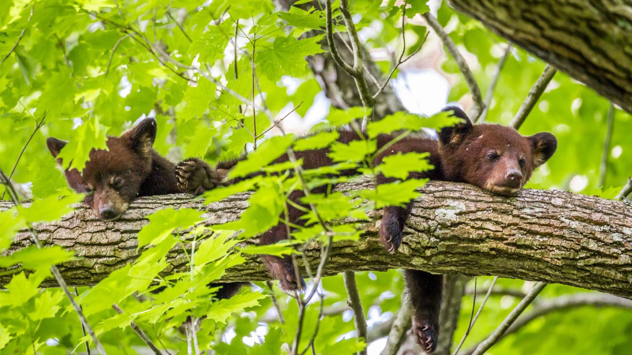 Great Smoky Mountains: Top 10 Things NOT to Do
