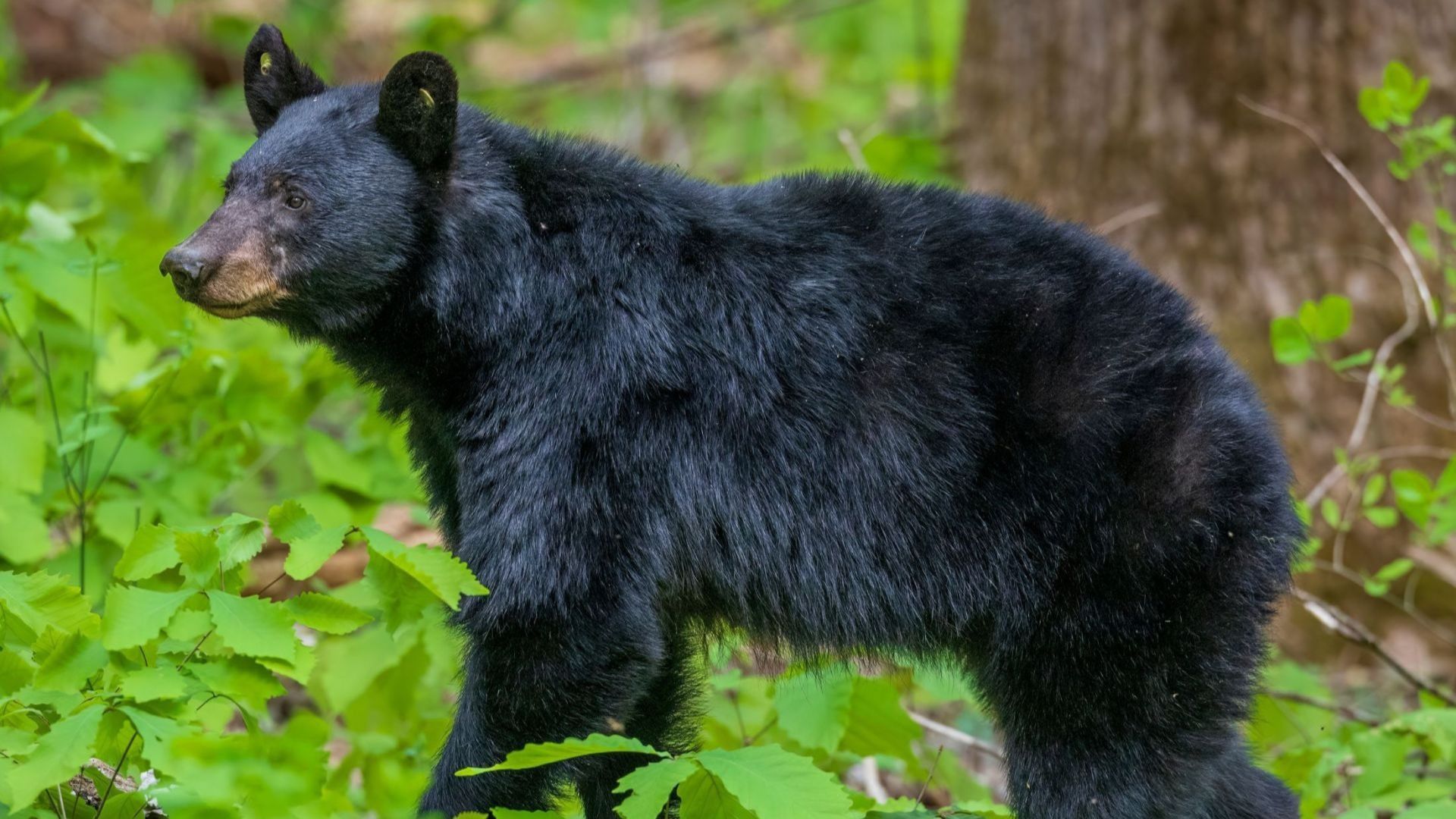 American Black Bears in the Smoky Mountains: A Wildlife Wonderland