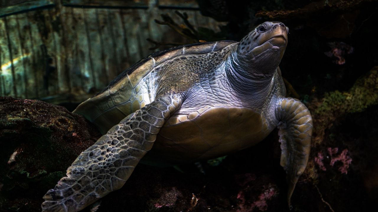 12 Things to Do at Ripley's Aquarium of the Smokies 12 Things to Do at Ripley's Aquarium of the Smokies