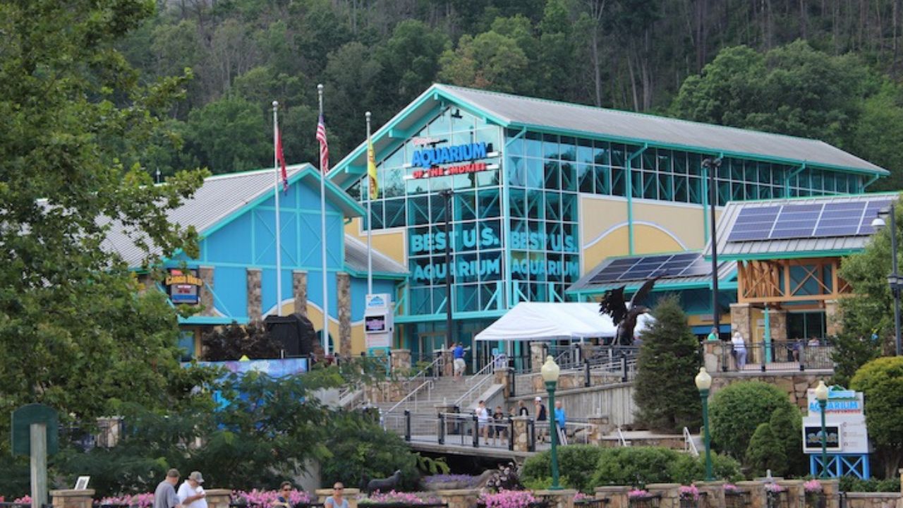Under the Sea: A Look at Ripley's Aquarium of the Smokies