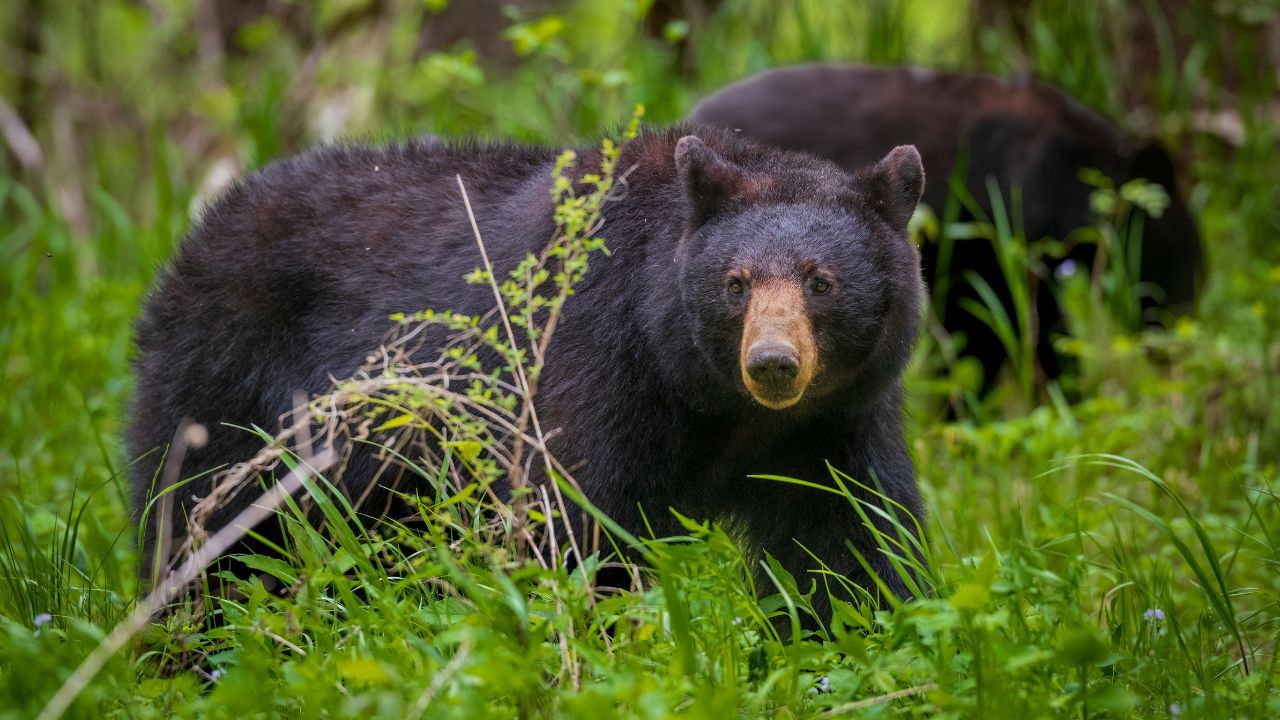 November Wildlife Watching: Spotting Bears and More in Gatlinburg