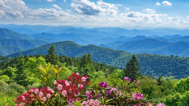 A Guide to the Wildflowers of the Smoky Mountains