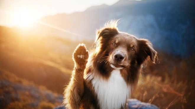 Top 6 Pet Friendly Activities in Gatlinburg and Pigeon Forge
