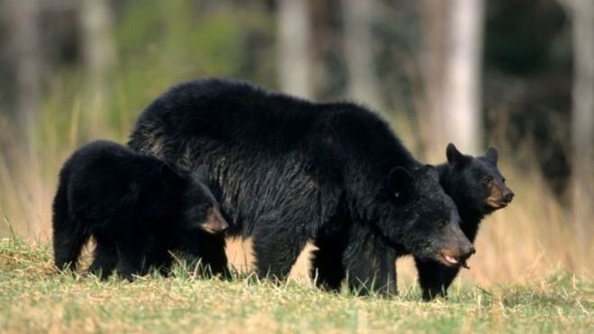 Bears in Tennessee – Do They Hibernate?