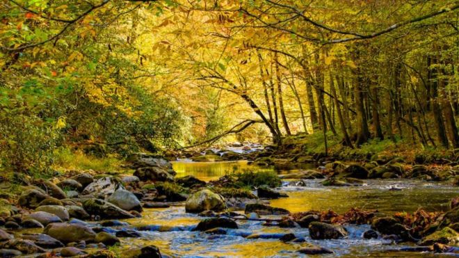 5 Best Places to See Beautiful Fall Foliage in the Smoky Mountains