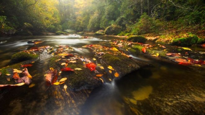 Top 6 Reasons Families Love Visiting the Smoky Mountains in the Fall