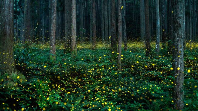 Image for Thing To Do Synchronous Fireflies in the Smoky Mountains