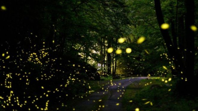 See the Famous Fireflies in Tennessee