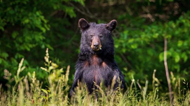 Will I See a Bear at My Gatlinburg Cabin? Bear Safety & Sighting Guide