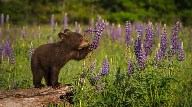 Top 10 Animals You'll See in Cades Cove