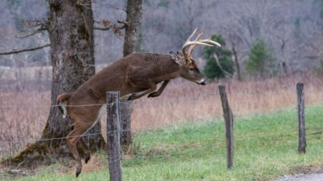 A Wildlife Lover's Guide to Cades Cove
