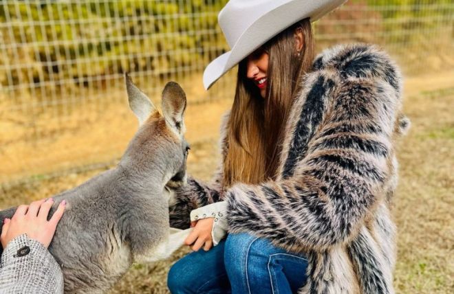 Wild Adventures: Top 6 Animal Attractions in Pigeon Forge for Families