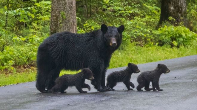 Best Time to Visit the Smoky Mountains