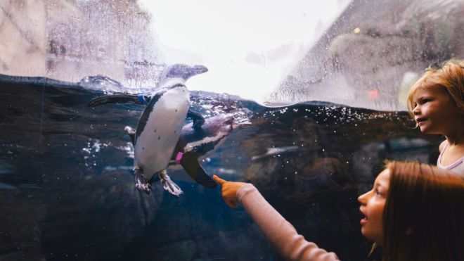 Educational Adventures for Kids in Gatlinburg