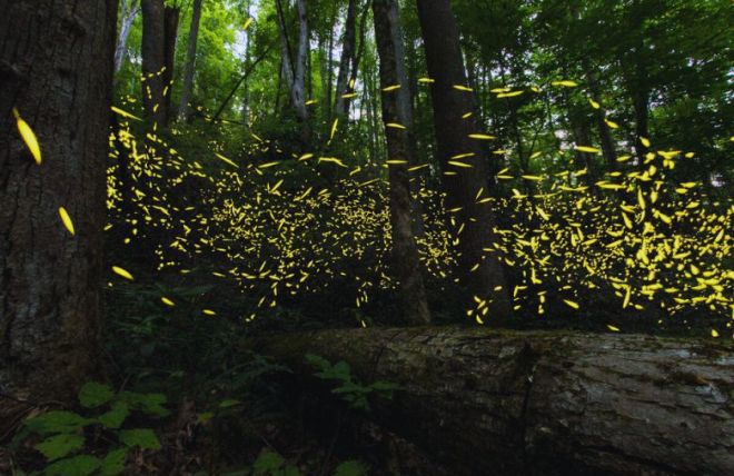 Elkmont Synchronous Fireflies: Complete Guide