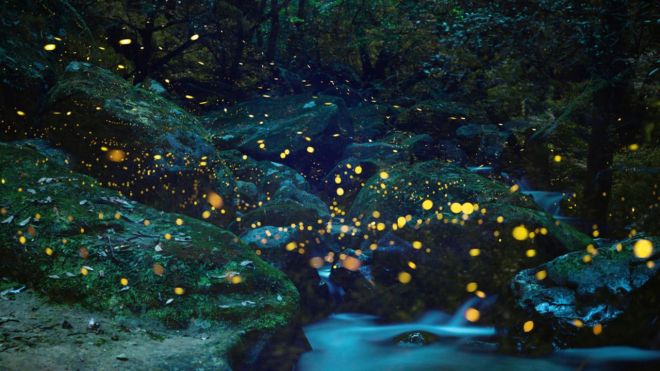 Elkmont Fireflies Event