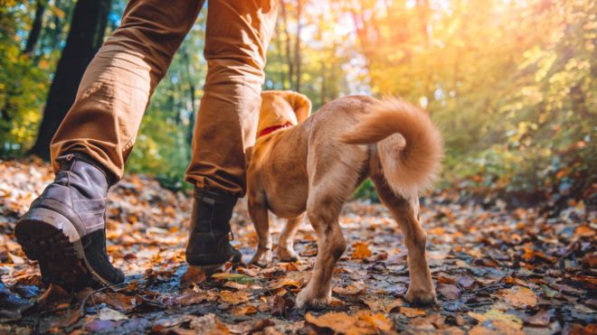 Top 6 Dog Friendly Trails in Gatlinburg and Pigeon Forge