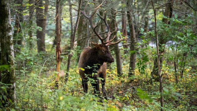 4 Tips for Seeing Elk in Cherokee, NC