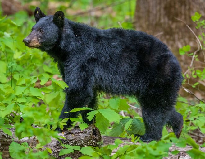 Image for Thing To Do Black Bears in the Smoky Mountains