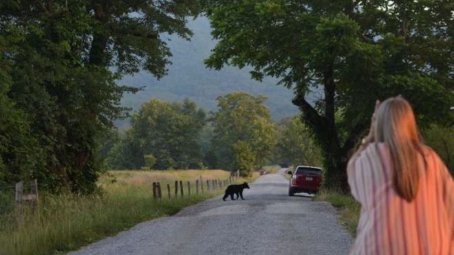 7 Fun Facts About Black Bears in the Smoky Mountains